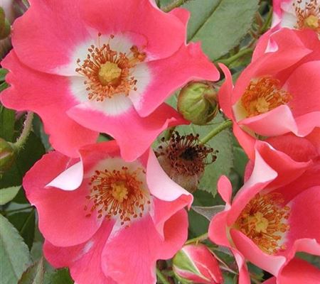 Rosa 'Schloss Heidegg'