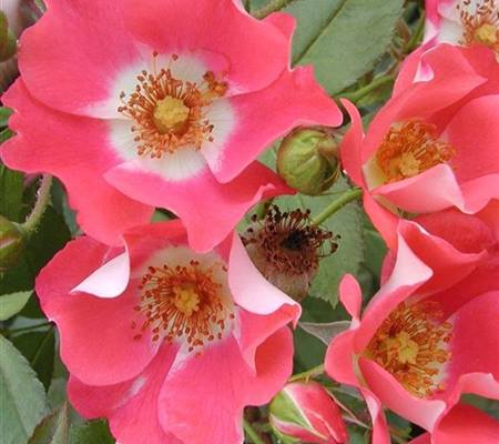 Rosa 'Schloss Heidegg'