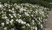 Bodendeckerrose