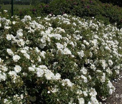 Rosa 'Schneeflocke'