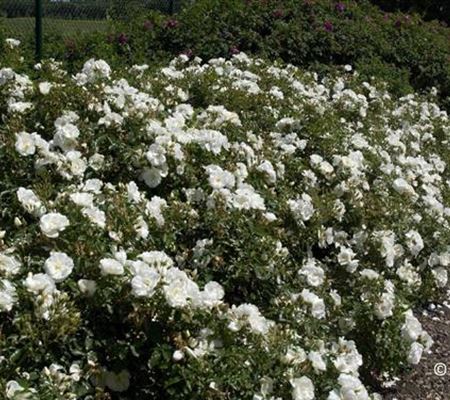 Rosa 'Schneeflocke' Rosa 'Schneeflocke'