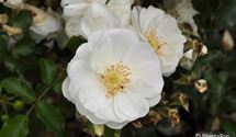 Bodendeckerrose