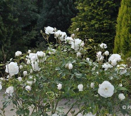 Rosa 'Schneewittchen' Rosa 'Schneewittchen'