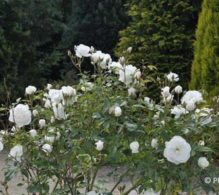 Rosa 'Schneewittchen'