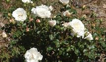 Floribundarose