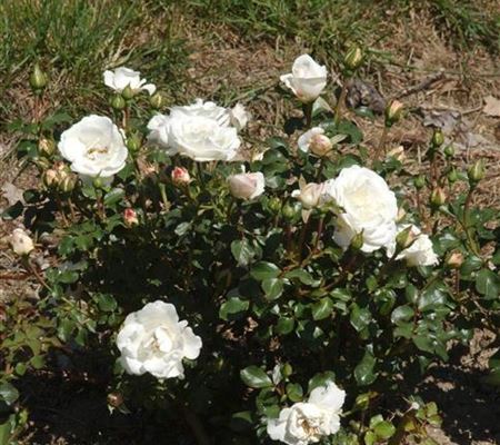 Rosa 'Schweizer Garten'