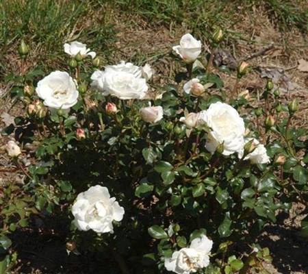 Rosa 'Schweizer Garten'