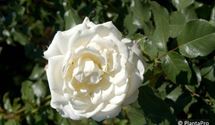 Floribundarose