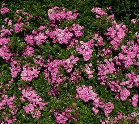 Rosa 'Super Dorothy'