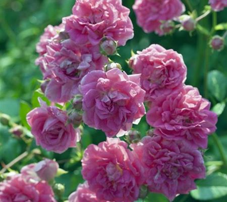 Rosa 'Super Excelsa' Rosa 'Super Excelsa'