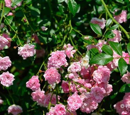Rosa 'Super Fairy' Rosa 'Super Fairy'