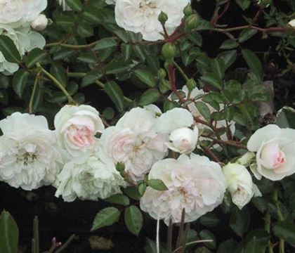 Rosa 'Swany' Rosa 'Swany'