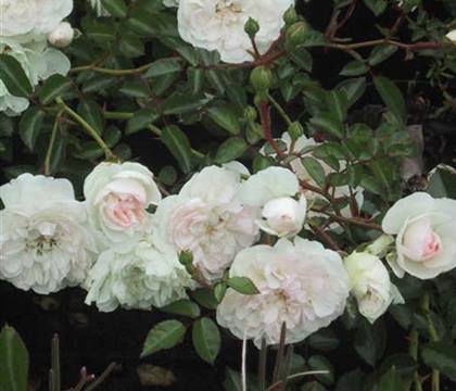 Rosa 'Swany'