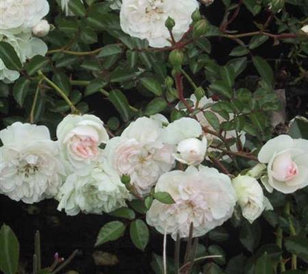 Rosa 'Swany'