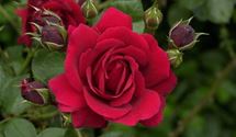 Kletterrose