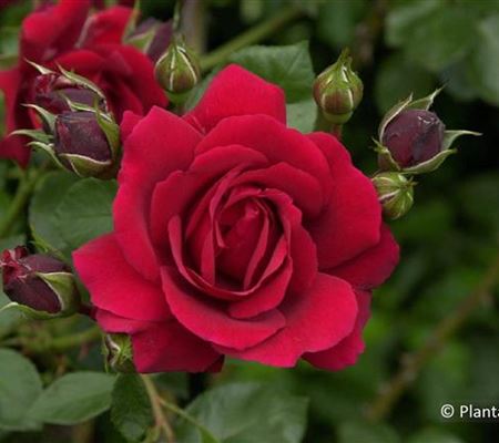 Rosa 'Sympathie' Rosa 'Sympathie'