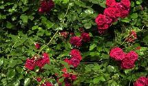 Kletterrose