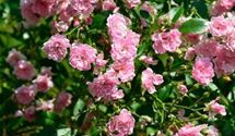 Bodendeckerrose