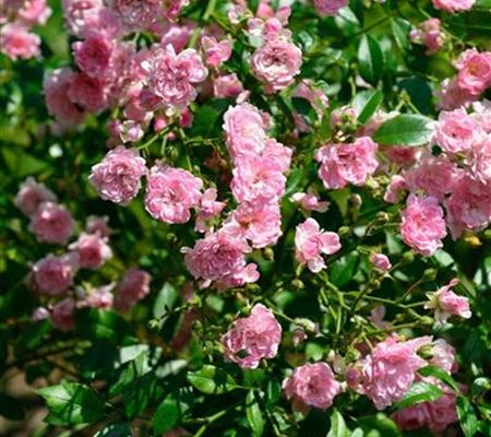 Rosa 'The Fairy' Rosa 'The Fairy'