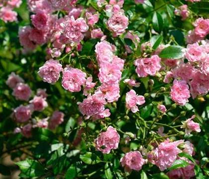 Rosa 'The Fairy'