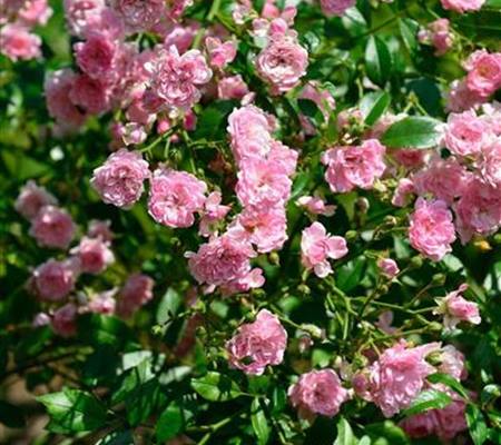 Rosa 'The Fairy'