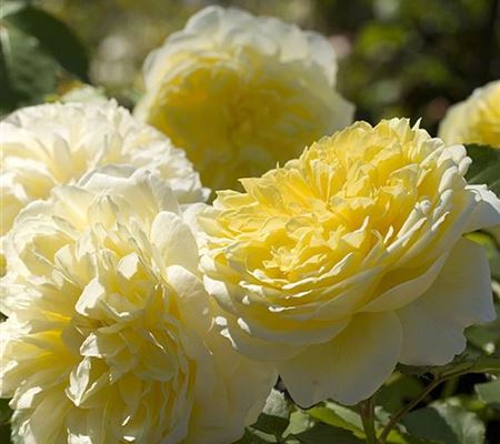 Rosa 'The Pilgrim' Rosa 'The Pilgrim'