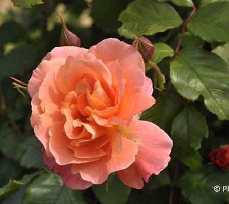 Rosa 'Westerland'