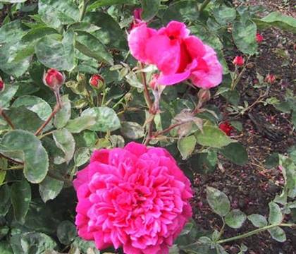 Rosa (Englische Rose) 'Sophy's Rose'