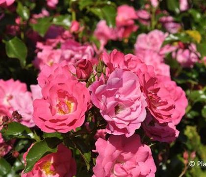 Rosa (Kletterrose) 'Heidetraum Plus'