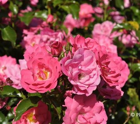 Rosa (Kletterrose) 'Heidetraum Plus'