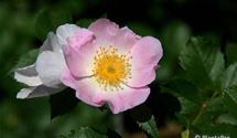 Strauchrose