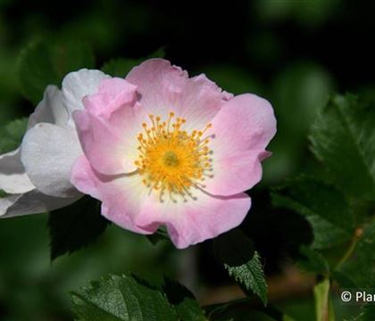 Rosa canina