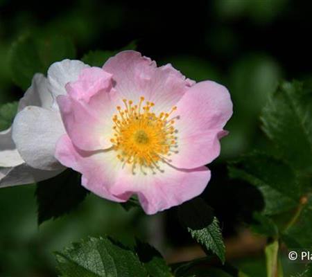 Rosa canina