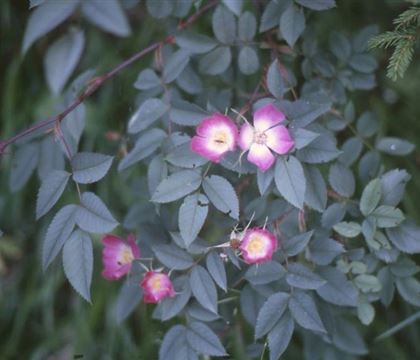 Rosa glauca Rosa glauca