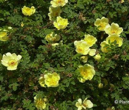 Rosa hugonis