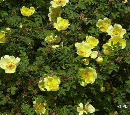 Rosa hugonis