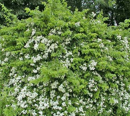 Rosa multiflora