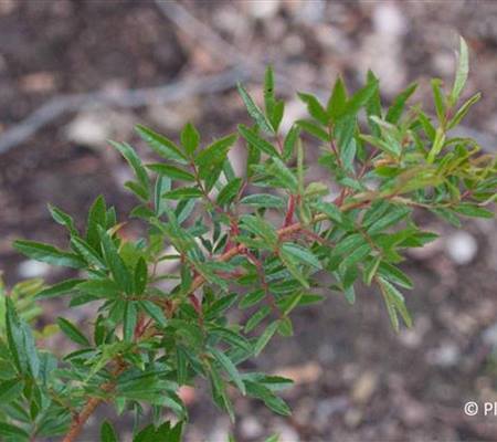 Rosa nitida