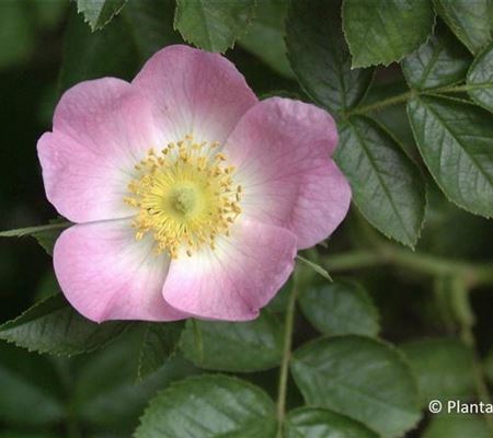 Rosa rubiginosa