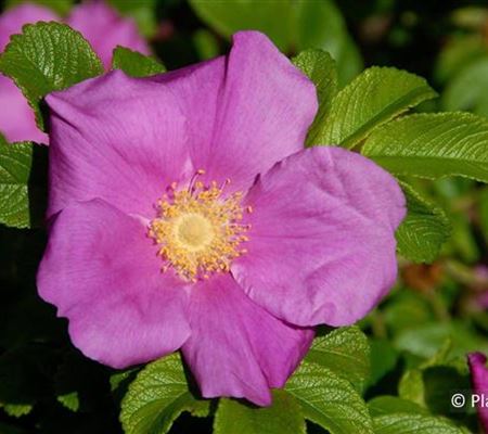 Rosa rugosa Rosa rugosa