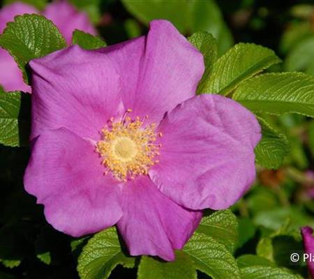 Rosa rugosa