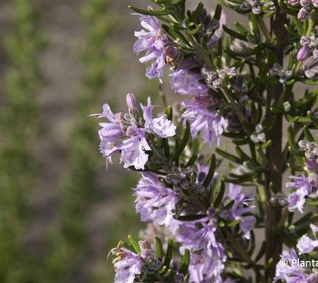 Rosmarinus officinalis