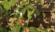 Rubus 'Autumn Bliss'