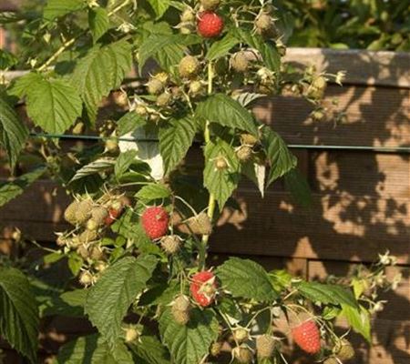 Rubus 'Autumn Bliss' Rubus 'Autumn Bliss'