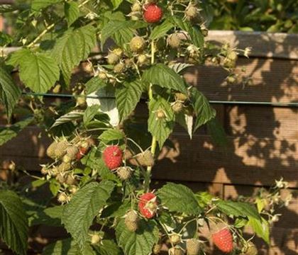 Rubus 'Autumn Bliss'