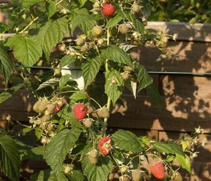 Rubus 'Autumn Bliss'