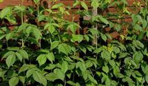 Rubus 'Himbo-Top' (R)