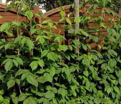 Rubus 'Himbo-Top' (R) Rubus 'Himbo-Top' (R)