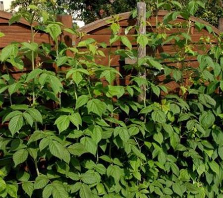 Rubus 'Himbo-Top' (R) Rubus 'Himbo-Top' (R)