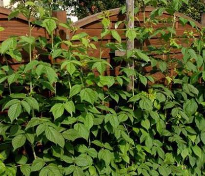 Rubus 'Himbo-Top' (R)